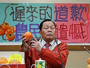 柿農忙採收 抗爭暫緩