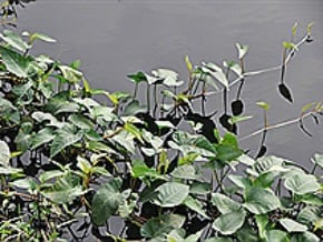 大漢溪重金屬汙染 列首查河川