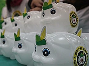 白色羅賓漢小豬