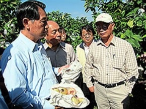 屏東蓮霧災損 納天然災害救助