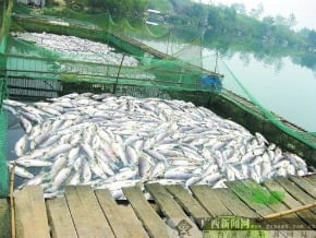 萬斤魚被毒死 發惡臭 恐影響民生用水