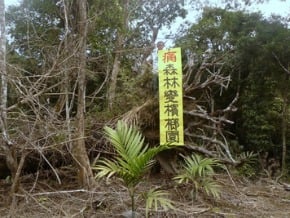 環團：台東百年原始林變檳榔園