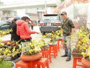 越南年味越來越濃