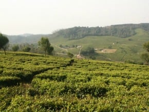 南印首棵茶樹 來自清朝中國