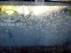助吉國水產養殖 孵出虱目魚卵