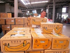 催熟技術成熟 台蕉可常態銷陸