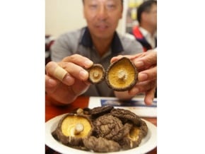 國產香菇滯銷 立委促查走私貨