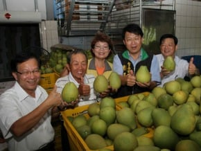麻豆文旦採收 外銷啟運