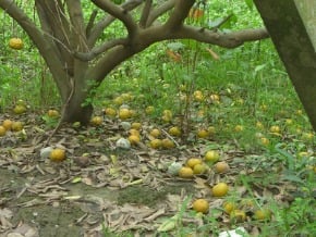 果農嘆 柑橘災損補助不公