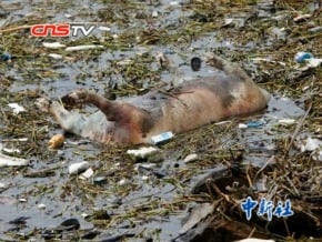 黃浦江已打撈死豬近萬頭<br />