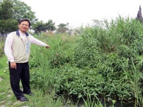 九二一公園生態池 成菜園