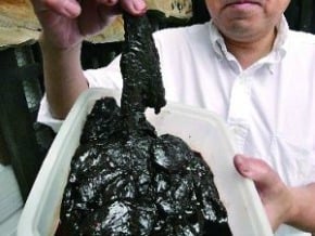 日本企業用瀕危鯨肉做狗食 遭環保團體譴責