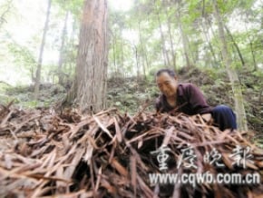 深山40年 越山野人重返社會