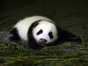 大陸經濟要務 貓熊外交見端倪 