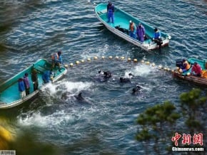 日本內閣通過答辯書 稱捕殺海豚係合法傳統漁業
