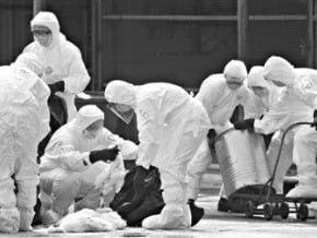 粵檢出H7N9 撲殺8萬隻雞