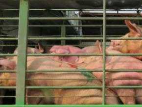 17項民生物資 漲幅63個月新高