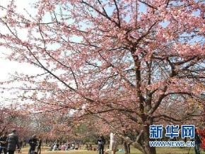 登革熱警報 明治神宮代代木公園緊急關閉
