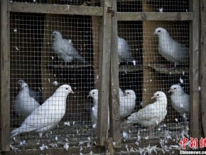 大陸江蘇新增H7N9病例