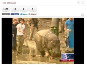 喬治亞水患12死 動物園猛獸逃竄添亂 