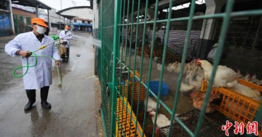 天津爆首例H7N9 疾管署提升旅遊警示