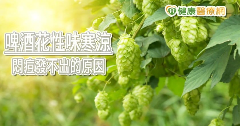啤酒裡的「啤酒花」 原來是夏日悶痘的元凶!
