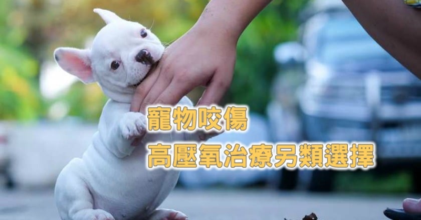 被狗咬到骨折　手術加高壓氧免截肢