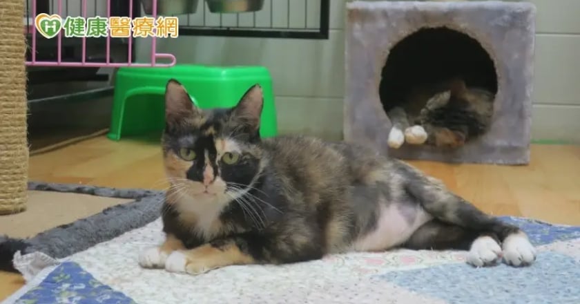 幼貓骨盆狹窄嚴重便祕　獸醫自製撐開器手術助行走