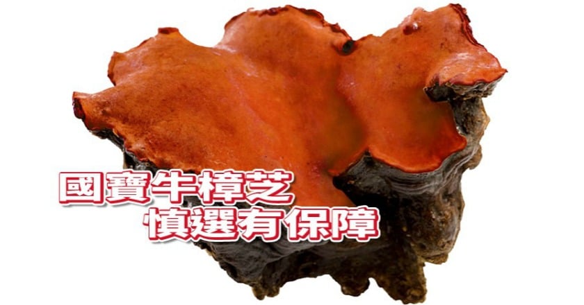 種出高品質國寶「牛樟芝」　搶拚人蔘心佔率