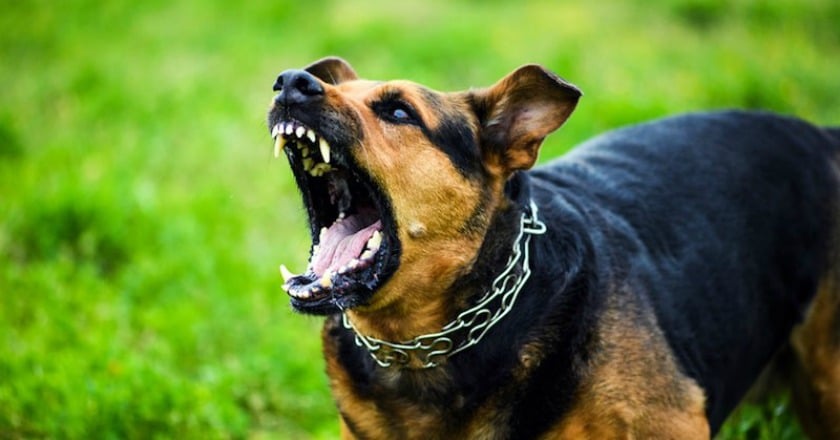 狂犬病疫情增 遭野生動物咬傷怎麼辦?