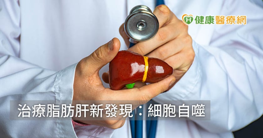 中研院新發現：「細胞自噬新機制」　有望治療脂肪肝