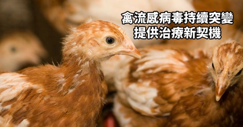 禽流感病毒持續突變　人類單株抗體提供治療契機