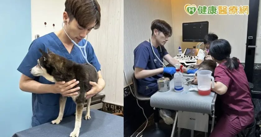動不動就喘、全身水腫！ 柴柴竟是心臟病合併腎病、胰臟炎
