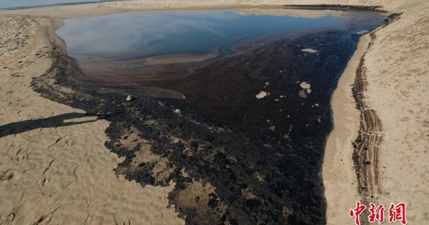 加州重大漏油事件衝擊生態 魚鳥死亡、海灘關閉