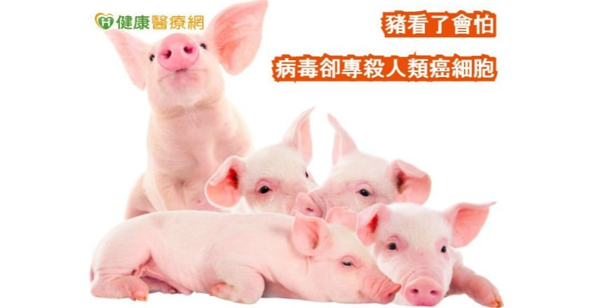 豬看了會怕 病毒卻專殺人類癌細胞