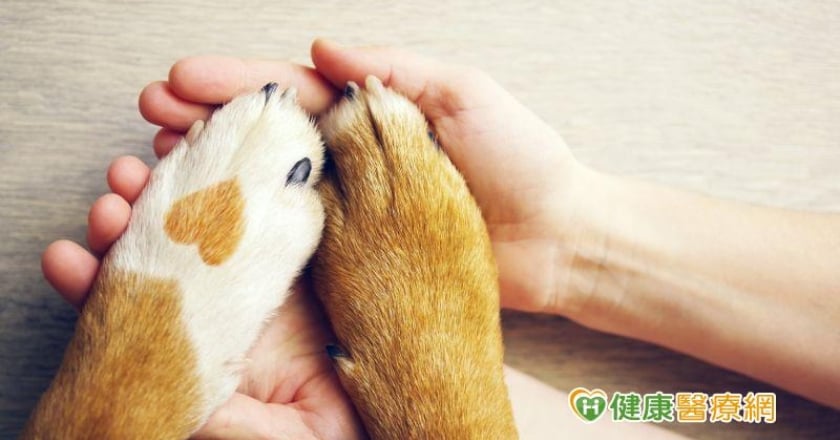 殯儀館「常駐治療犬」 專家:與狗共處可減輕心理傷痛