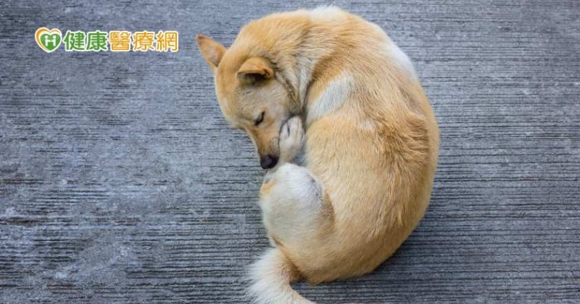 【寵物專輯】禿毛、皮膚傷口≠皮膚病！ 了解「分離焦慮」舔毛、亂叫都是警訊