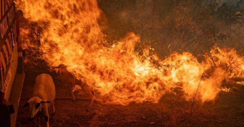 地中海地區熱浪襲擊野火狂燒 專家：未來將更頻繁