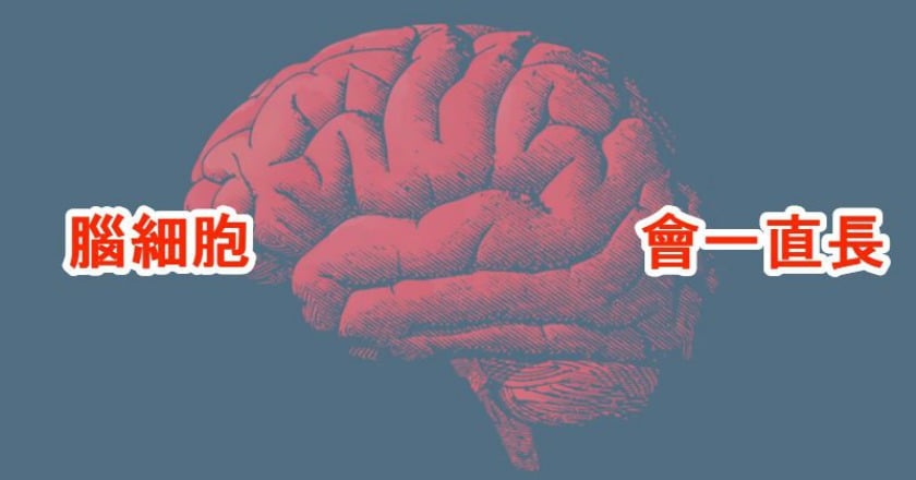 人老了腦不一定殘 研究:腦細胞會新生
